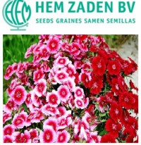بذر گل قرنفل همزادن هلندی