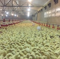 ایزولاسیون سالنهای مرغداری ورق 2 میلی متر 400 گرم