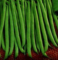 بذر لوبیا سبز سانری