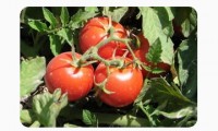 بذر گوجه فرنگی سوپراسترین B