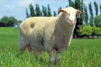 گوسفند پرواری - کیسه 40 کیلویی