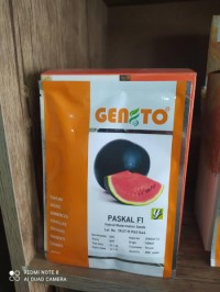 بذر هندوانه پاسکال 2020