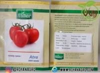 بذر گوجه فرنگی آترا (ATRA)