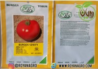 بذر گوجه فرنگی بورجن 1219 (BURGEN 1219 F1)