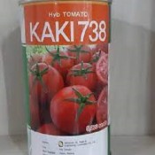 بذر گوجه کاکی 738