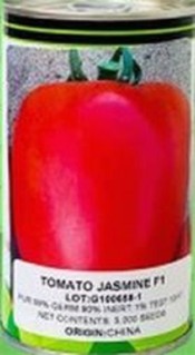 توزیع بذر گوجه جاسمین با کیفیت