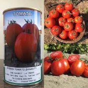 بذر گوجه فرنگی ژیوان