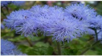 بذر گل ابری آبی      : Ageratum housonianum