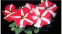 بذر گل اطلسی ایرانی وخارجی : Petunia xhybrida