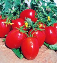 بذر گوجه فرنگی ریوگراند یکصد گرمی پاکتی