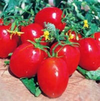 بذر گوجه فرنگی ریوگراند قوطی 100 گرمی