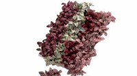 بذر گل سنگF1 از شرکت گرینز ولتز