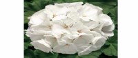بذر شمعدانی سری ماوریک F1 از شرکت ساتیمیکس رنگ سفید