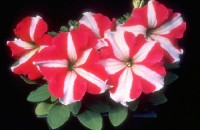 بذر گل اطلسیF1هلندی همژنتیک: Petunia xhybrid